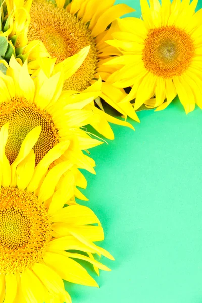 Schöne Sonnenblumen auf farbigem Hintergrund — Stockfoto