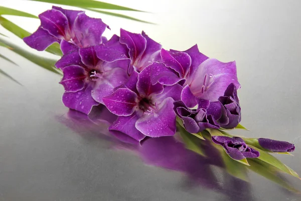 Schöne Gladiolenblüte auf grauem Hintergrund — Stockfoto