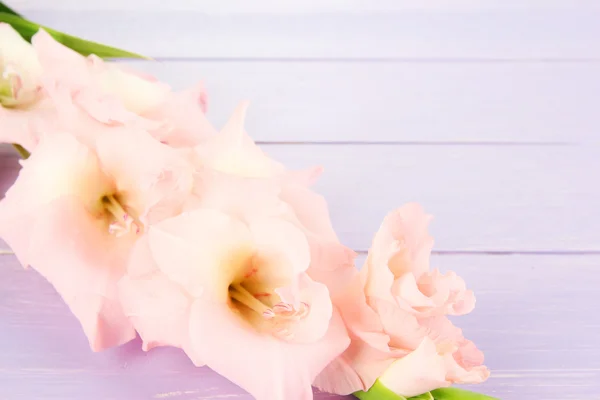 Krásný mečík květina na dřevěné pozadí — Stock fotografie