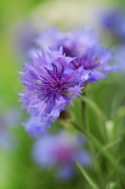 güzel Peygamber, açık havada
