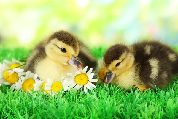 Cute kaczki na zielonej trawie, na jasnym tle — Zdjęcie stockowe