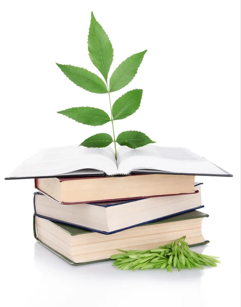 Books with plant isolated on white — Stock Photo, Image