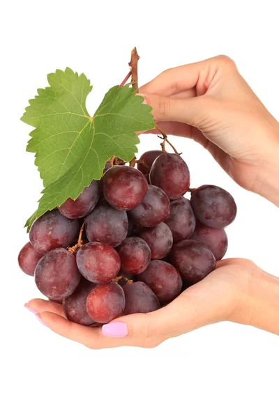 Ripe delicious grapes in hands isolated on white — Stock Photo, Image