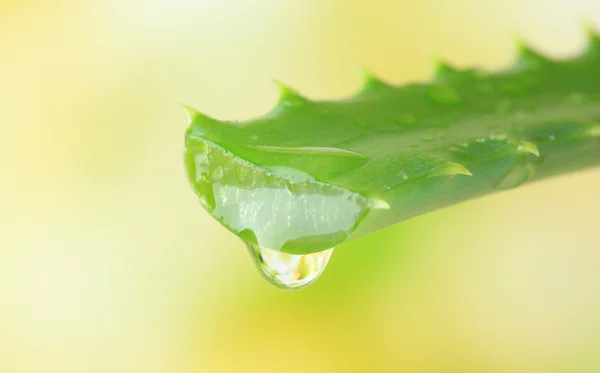 Hoja de aloe con gota sobre fondo natural — Foto de Stock