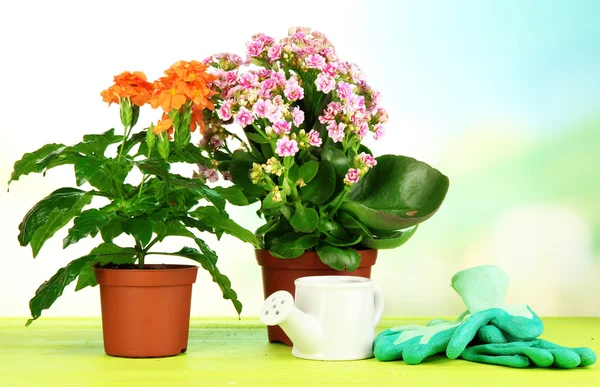 Hermosas flores en macetas sobre mesa de madera sobre fondo natural — Foto de Stock