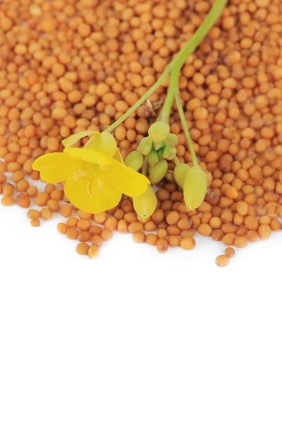 Sementes de mostarda com flor de mostarda isolada em branco — Fotografia de Stock