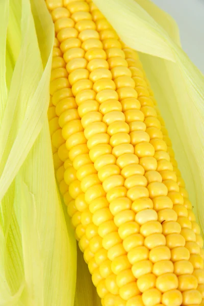 Ruwe maïs geïsoleerd op wit — Stockfoto