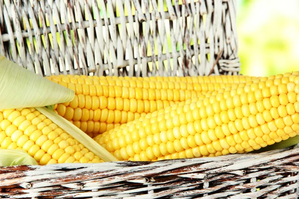 Crude corns isolated on white — Stock Photo, Image