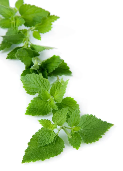 Folhas verdes, isoladas sobre branco — Fotografia de Stock