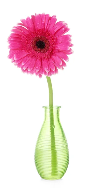 Bela flor de gerbera rosa em vaso isolado em branco — Fotografia de Stock