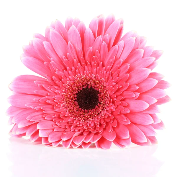 Beautiful pink gerbera flower isolated on white — Stock Photo, Image