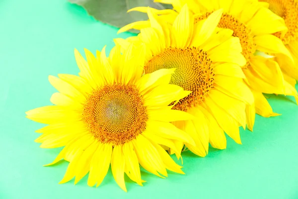 Renkli arkaplanda güzel ayçiçekleri — Stok fotoğraf