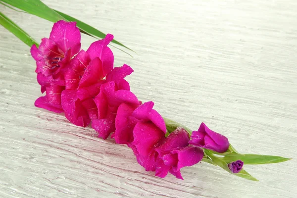 Schöne Gladiolenblüte aus nächster Nähe — Stockfoto