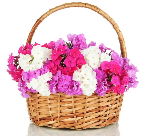 Beautiful bouquet of phlox in wicker basket isolated on white — Stock Photo, Image