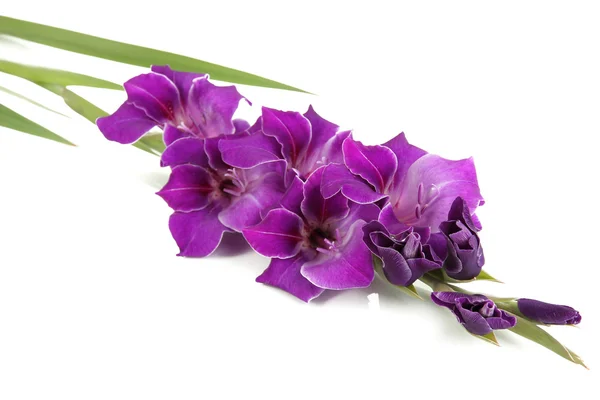 Bellissimo fiore di gladiolo — Foto Stock
