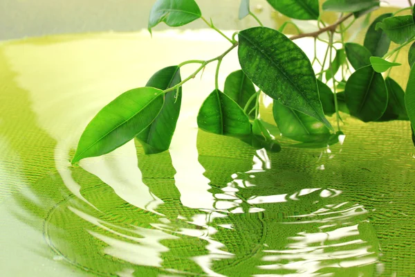 Grüne Blätter mit Reflexion im Wasser — Stockfoto