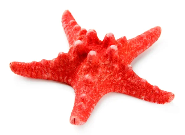 Starfish isolated on white — Stock Photo, Image