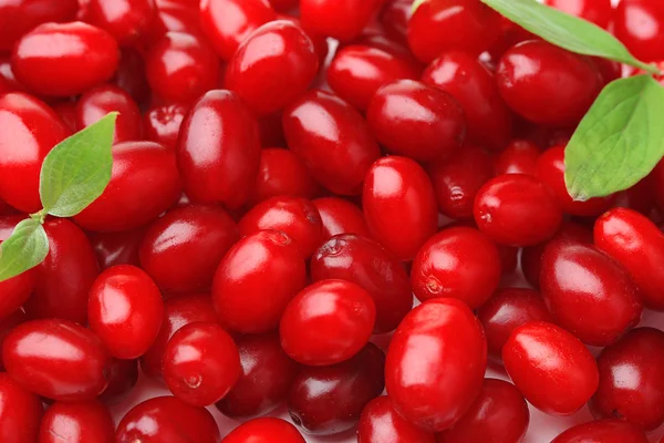Fresh cornel berries, close up — Stock Photo, Image