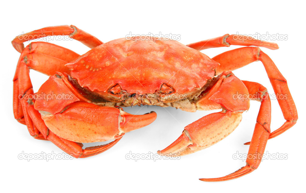 Boiled crab isolated on white