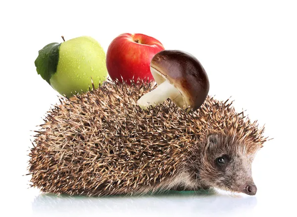 Hedgehog with apples and mushroom isolated on white — Stock Photo, Image