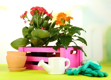 Tencere doğal zemin üzerine ahşap masa üzerine güzel çiçekler