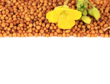 Hardal tohumu hardal çiçeği üzerinde beyaz izole ile