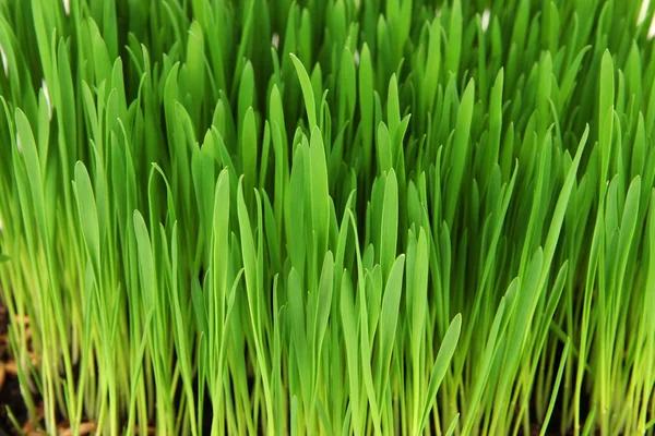 Groen gras met vruchtbare grond close-up — Stockfoto