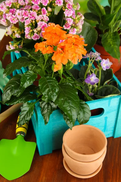 Красивые цветы в горшках на деревянном столе крупным планом — стоковое фото