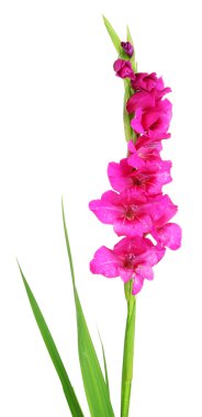 güzel Glayöl çiçek üzerinde beyaz izole