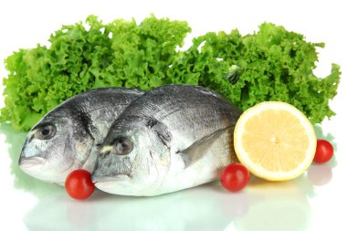 dorado balığı üzerinde beyaz izole