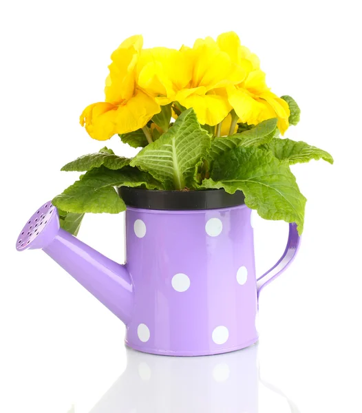 Beautiful yellow primula in watering can, isolated on white — Stock Photo, Image