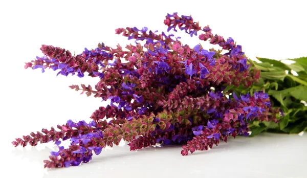 Salvia-Blüten, isoliert auf weiß — Stockfoto