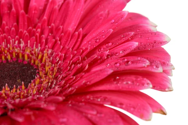 Bela flor de gerbera rosa isolada em branco — Fotografia de Stock