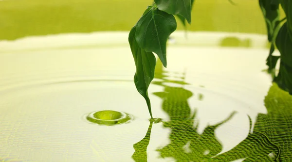 Foglie verdi con riflesso in acqua — Foto Stock