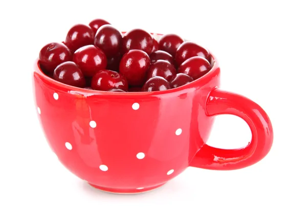 Sweet cherry Cup izolovaných na bílém — Stock fotografie