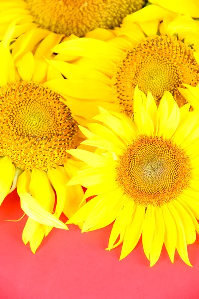 Piękne słoneczniki na tle koloru — Zdjęcie stockowe