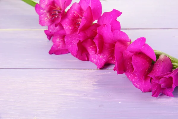 Bela flor gladíolo no fundo de madeira — Fotografia de Stock