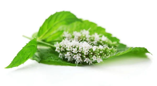 Fresh mint flowers isolated on white — Stock Photo, Image