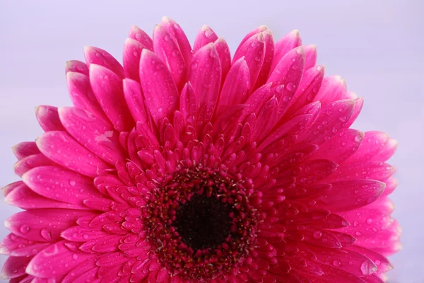 Mor zemin üzerine çiçek güzel pembe gerbera — Stok fotoğraf