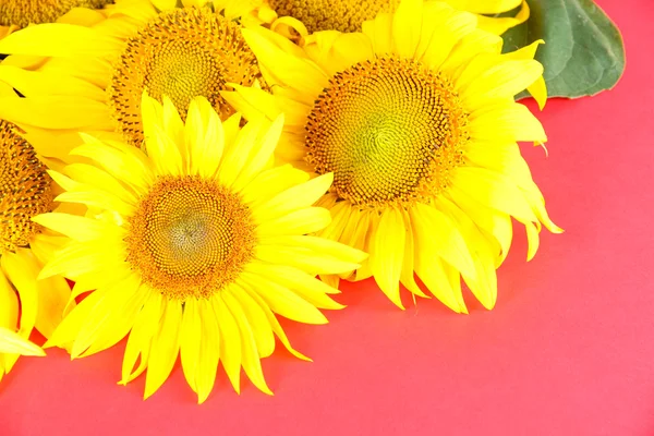 Beautiful sunflowers on color background — Stock Photo, Image