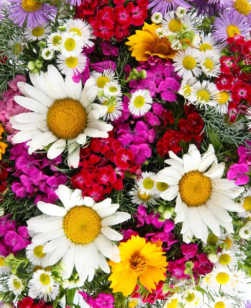 Güzel parlak çiçekler yakın çekim — Stok fotoğraf