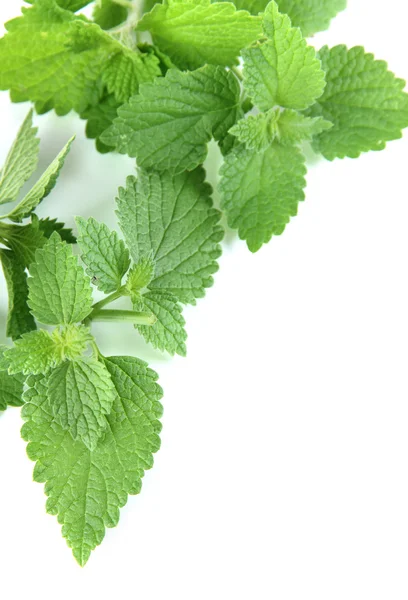 Folhas verdes, isoladas sobre branco — Fotografia de Stock