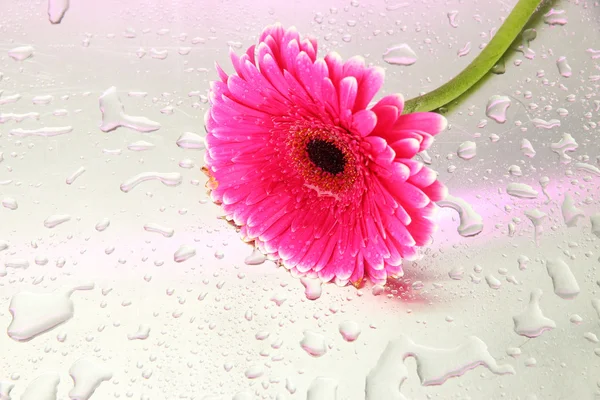 Bela flor de gerbera rosa, close up — Fotografia de Stock