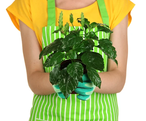 Beautiful flower in pot in hands of girl gardener isolated on white — Stock Photo, Image
