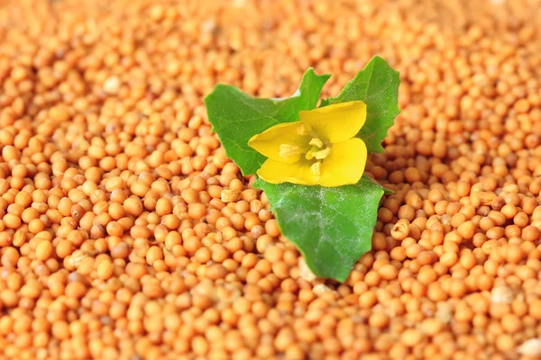 Semillas de mostaza con flor de mostaza, de cerca —  Fotos de Stock