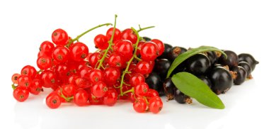 beyaz izole kırmızı ve Siyah frenk üzümü