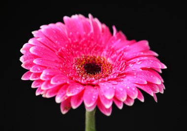Siyah arka planda güzel pembe gerbera çiçeği