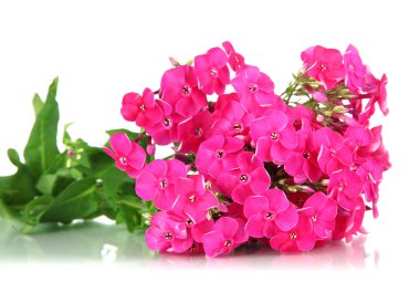 güzel beyaz izole phlox buket