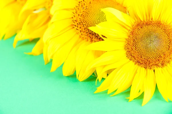 Schöne Sonnenblumen auf farbigem Hintergrund — Stockfoto