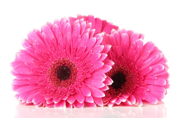 Lindas flores de gerbera rosa isoladas em branco — Fotografia de Stock